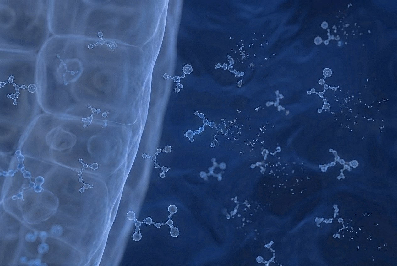 Nutrient molecules dispersing and being lost at the intestinal barrier